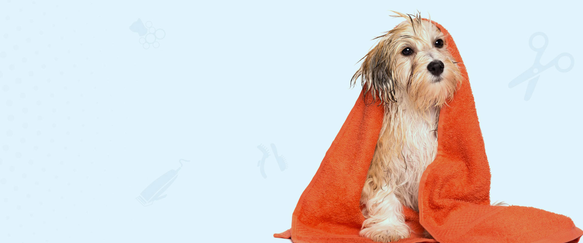 Pet Hair Cut in Chennai