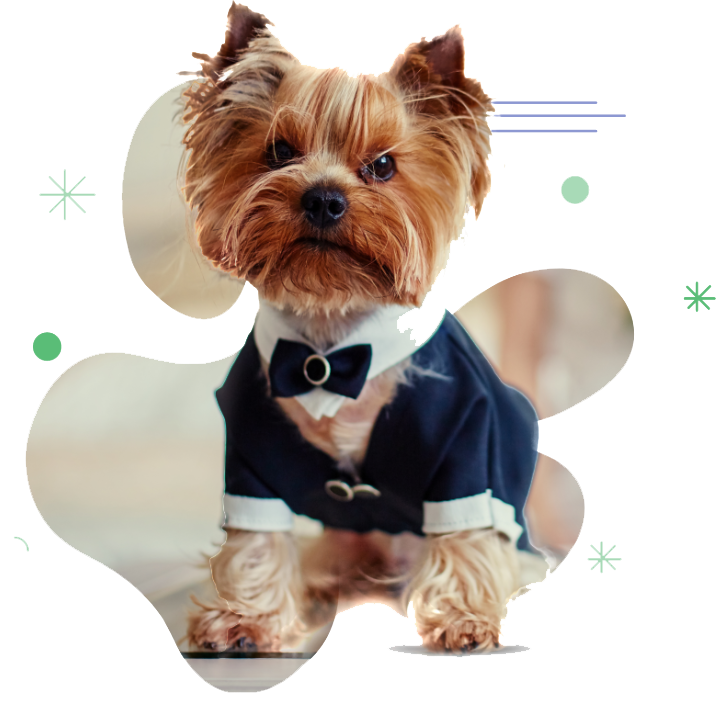 best low cost per groomer in chennai