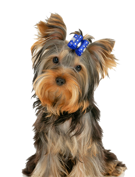 Best Pet Salon service in Chennai