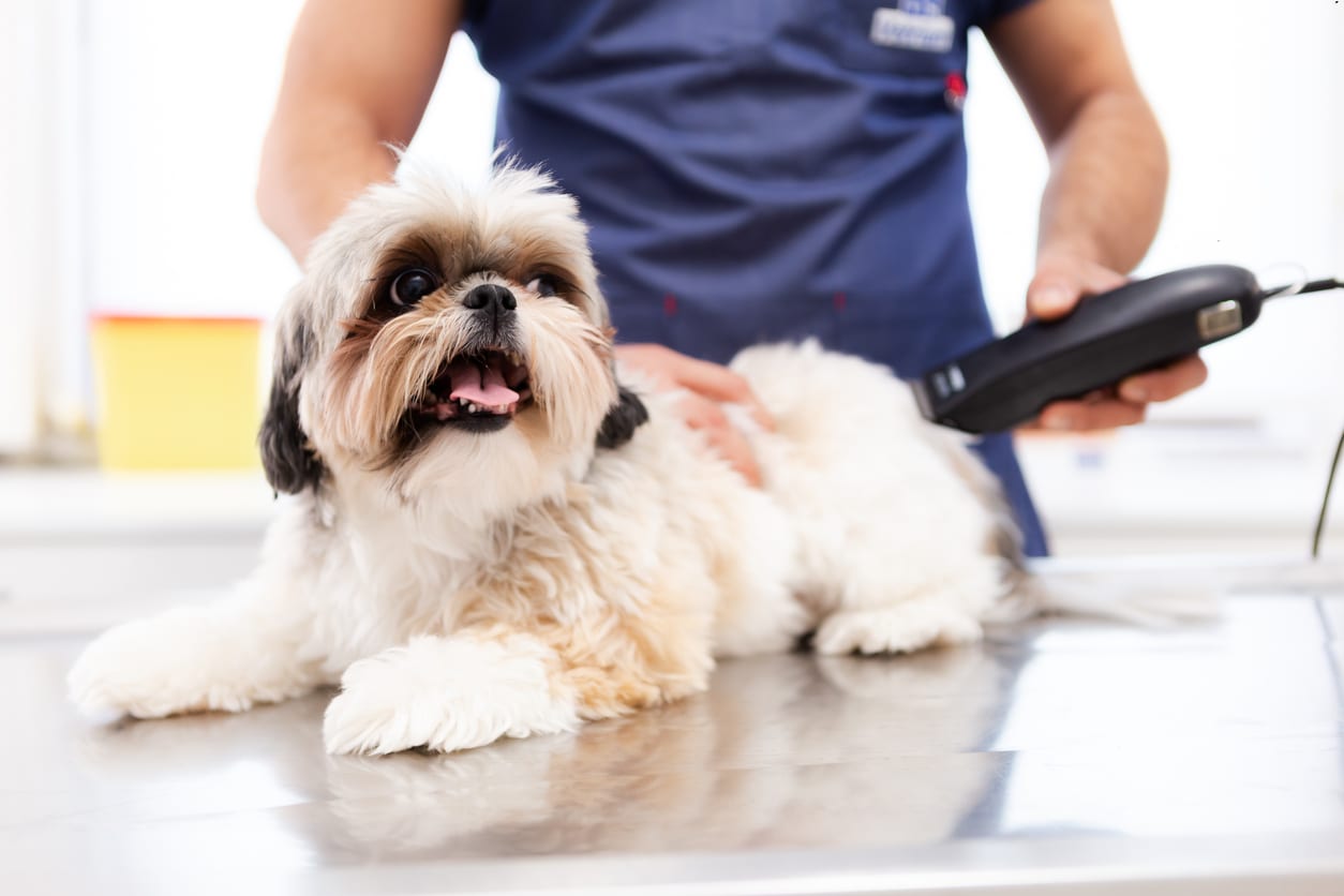 Pet Hair Cut in Chennai